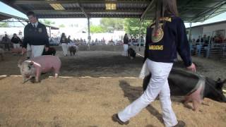 Livestock at the Glenn County Fair [upl. by Esorlatsyrc]