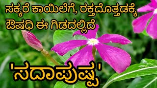 ಸದಾಪುಷ್ಪVinca PlantCatheranthus Roseus [upl. by Bronez]