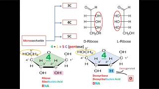 S01E06 Monosaccharides with mnemonics [upl. by Eneja]