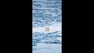 Walking On Water polarbear northpole [upl. by Labanna]