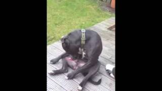 Staffordshire Bull Terrier  Buster doing his lipstick [upl. by Sopher396]