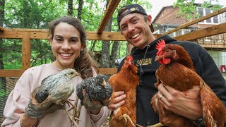 Introducing Our Baby Chicks to Adult Hens What We Learned [upl. by Aro]