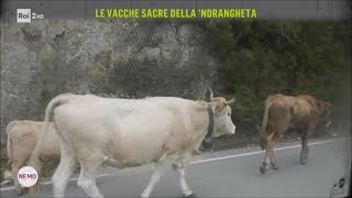 Le vacche sacre della ndrangheta  Nemo  Nessuno Escluso 09032018 [upl. by Karena180]