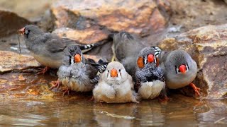 finch finding a nest finch breeding  Try To Not LAUGH [upl. by Tadashi839]