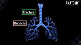 Trachea Bronchial Tree and Alveolar Tree Parts Structures and Walls  Anatomy [upl. by Ennyroc]