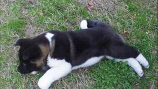 Akita puppy First Day Home 8 weeks old [upl. by Odetta]