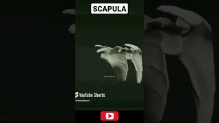 Scapular Attachment scapula 3d [upl. by Nylrak40]