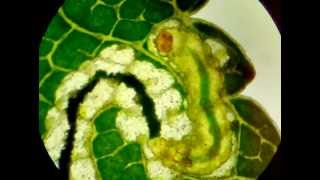 Leafminer caterpillar [upl. by Eiryt]