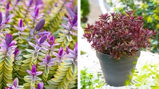 How to Plant Hebe Evergreen Planting Guide [upl. by Haramat376]