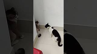 Cat Growling and Hissing  Angry cat [upl. by Morette]