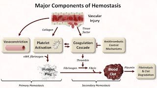 Hemostasis Lesson 1  An Introduction [upl. by Dnumsed314]