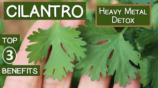 Cilantro Heavy Metal Detox Top 3 Reasons to Eat or Juice It [upl. by Ziza556]