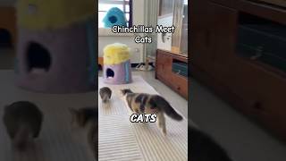 Chinchillas Meet Cats Unlikely Friendship  Animals [upl. by Anomas]