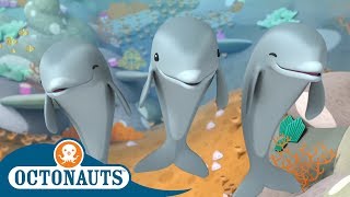 StayHome Octonauts  Dolphins or Sharks  Full Episodes  Cartoons for Kids [upl. by Lewison362]