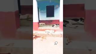 Cosma lagake dek hamlok e sorahenew funny video shortsvideo🐕😆 [upl. by Farrell]