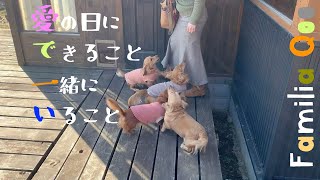 愛の日にできること。一緒にいること【ミニチュアダックス犬】 [upl. by Romola]