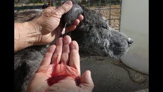 DOG EAR HEMATOMA BLOOD DRAINING  DO IT YOURSELF AT HOME [upl. by Reine376]