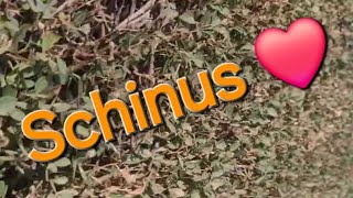 Schinus ❤️ [upl. by Euqininod]