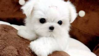 Tiny Teacup Maltese For Sale Ms Puppy Connection [upl. by Isidore]