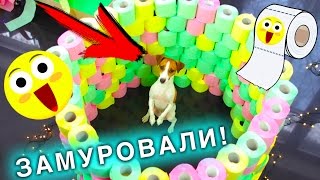 ИГРОВАЯ КОМНАТА  Полоса ПРЕПЯТСТВИЙ ДЛЯ СОБАКИ ИЗ ТУАЛЕТНОЙ БУМАГИ  Elli Di Pets [upl. by Orenid447]