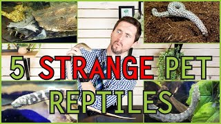 Five of the WEIRDEST Pet Reptiles You Could Possibly Get [upl. by Antonius18]