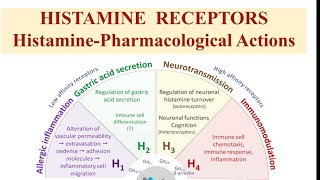 Histamine Receptors Pharmacological actions of histamine thepharmaguidechannel [upl. by Leunas709]