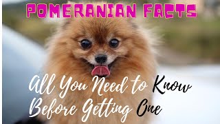 Facts About Pomeranian Dogs 101All You Need to Know [upl. by Riha]