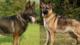 The Different Types of German Shepherds Which One Should You Get [upl. by Gawain250]