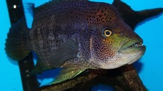 Very Aggressive Fish  The Growing Pains of keeping a Wolf Cichlid quotParachromis doviiquot [upl. by Ylebmik]