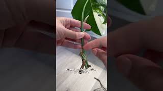 Monstera albo root rot and prop plantcare monsteraalbo propagation [upl. by Ardnasxela]