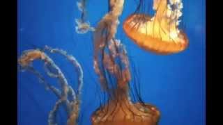 Sea Nettle Jellyfish  California Academy of Sciences [upl. by Ozner840]