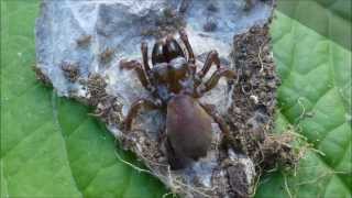 La progéniture de la Mygale à chaussette Atypus affinis 3e vidéo par André Lequet [upl. by Davide]