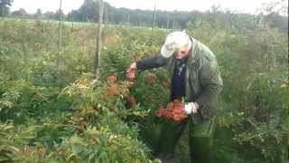 Harvesting the best thornless rosehips in the world [upl. by Everest644]