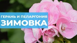 Как сохранить герань зимой Зимовка пеларгонии Особенности ухода [upl. by Mcgurn]