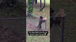 You’re not going anywhere😂 foryou fyp viralvideo shorts funnypets dog cat outside [upl. by Aronid]