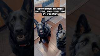 5 Things To Know About German Shepherds [upl. by Irahcaz]