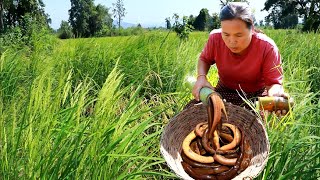 survival in the rainforestFound eel with manihot esculenta amp cooking Eating delicious HD [upl. by Eetsirhc536]