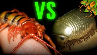 Centipede VS Millipede  WHAT is the DIFFERENCE [upl. by Tobias]