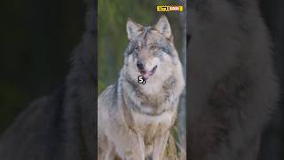 Top 5 most dangerous wolves in the world shorts viralvideo facts [upl. by Llerahc150]