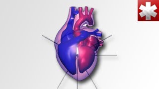 ECG Interpretation Introduction [upl. by Row]