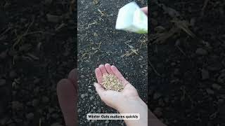 How To Grow Winter Oats [upl. by Alekat]