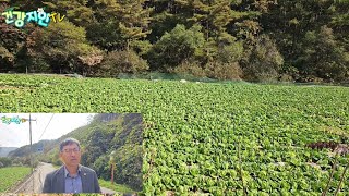 평창 민주당원분 농산물 규격품 보고 구매하지 말고 하품도 많이 구매하면 상품이 되고 농업도 산다 [upl. by Gerri]