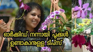 Orchid flowering tips  Dendrobium Orchids  ഓർക്കിഡ് പൂത്തുലയാൻ ഇതു മതി  Gardening Malayalam [upl. by Sitoel]