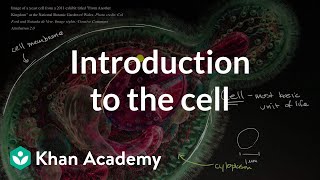 Introduction to the cell  Cells  High school biology  Khan Academy [upl. by Suilmann]