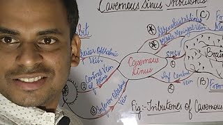 Cavernous Sinus Tributories Simplified 😊😊 [upl. by Hgielrebmik355]