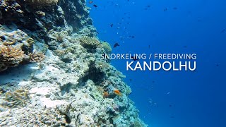 Snorkeling  Freediving at Kandolhu Maldives 2024 [upl. by Wilson677]