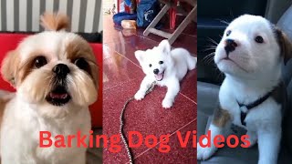 puppy dog barking video and angry reaction 2024 [upl. by Ahen589]