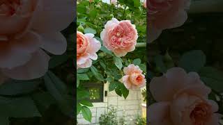 Meilland Rose Colette콜레트 장미 in Lunas Rose Garden 2023513 [upl. by Selemas]