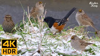 Cat TV for Cats to Watch 😺 Birds in the Snow Spectacular Chatty Squirrels 🐿 8 Hours 4K HDR [upl. by Quartis]