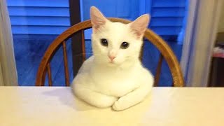 HILARIOUS CAT Makes Jokes 😂 Funniest Cats Video 2023 [upl. by Lehet]